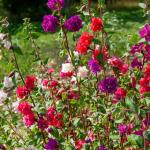 Fleurs - Clarkia Variée - face recto